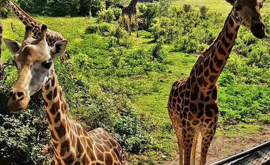 Giraffes at Haller Park