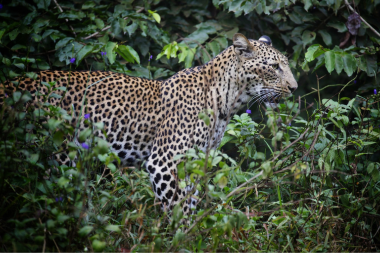 Wildlife in Shimba Hills National Reserve
