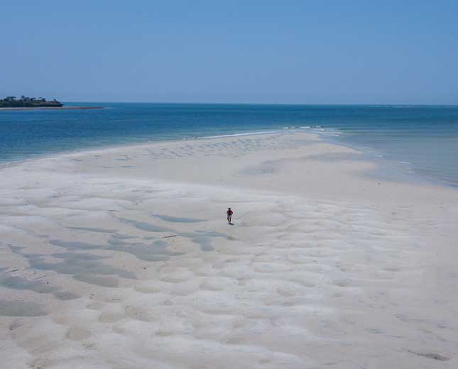 mangrove-sandbank