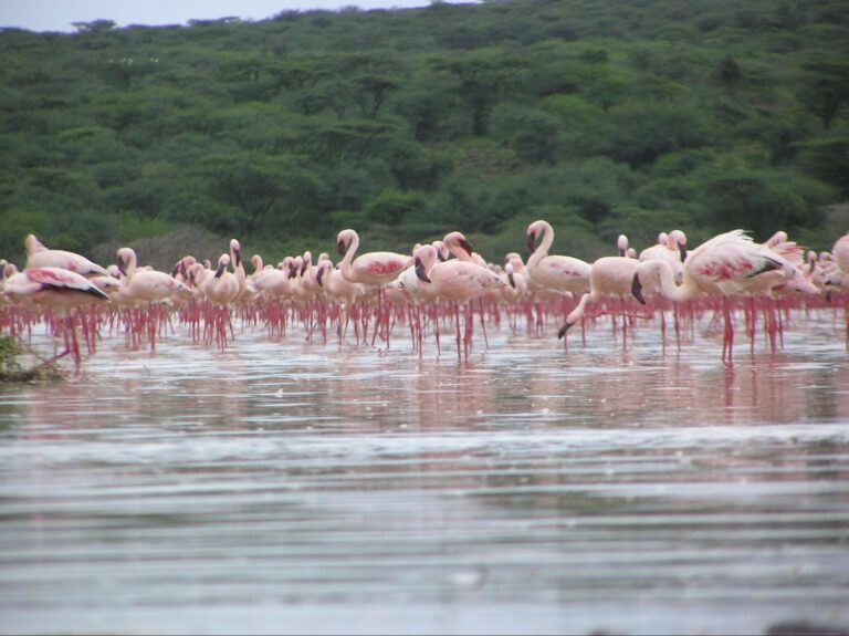 type of birds in Kenya