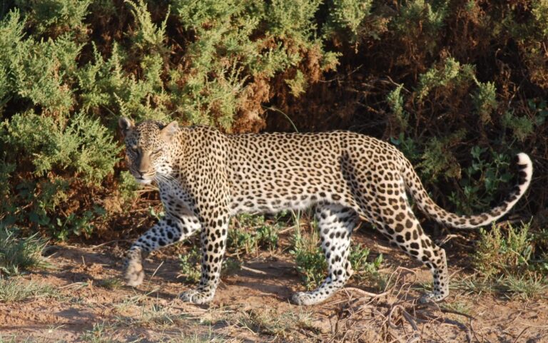 Leopard at Samburu National Reserve