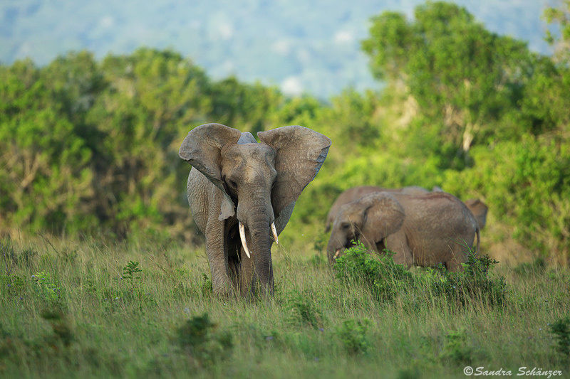 Top 10 Animals From Kenya To See On A Wildlife Safari