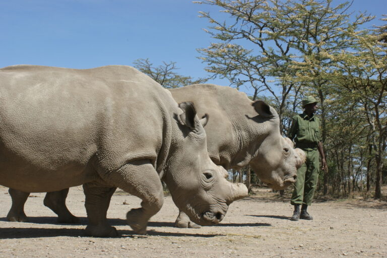 rhino in Kenya