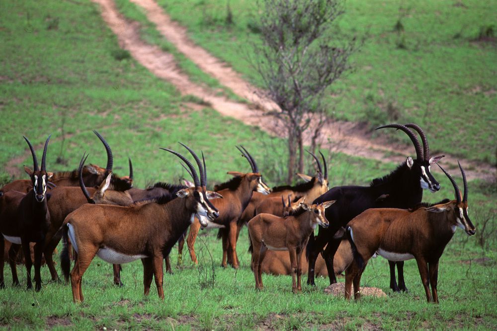 wildlife at Shimba Hills National Reserve